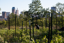 An urban garden with the cityscape in the background. 