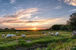 Sheeps grazing in the pasture with the sunsetting. 