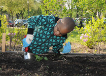 Young boy digging in a raised bed garden