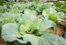 Cabbage growing in garden
