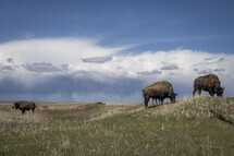 Three bison grazing in a field