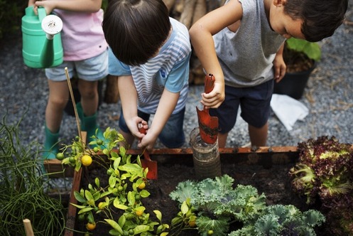 Children digging in a garden 