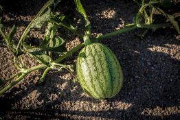 small watermelon growing in dirt 
