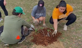 Three students planting a tree