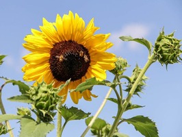A sunflower with bees 