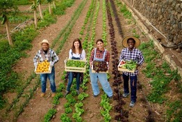 Four young farmers standing in a field holding different produce