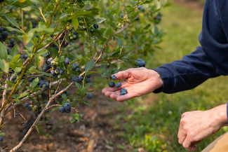 person picking berries
