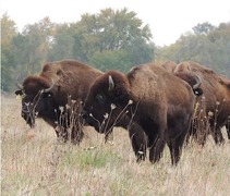 Two bison in a pasture. 