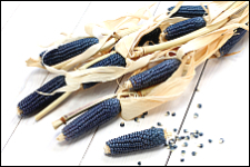 Stock photo of blue corn.