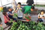 A group of children gardening in a raised garden bed. 