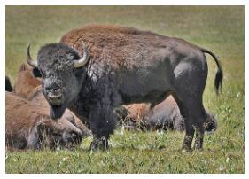 Buffalo in a field. 