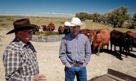 Two ranchers in a field with cattle. 