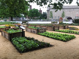 Outside the USDA National Office, the People's Garden with raised beds and other plants. 