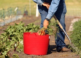 A farmer harvesting carrots into a red bucket. 