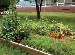 School garden with a hand painted "Carrots" sign 