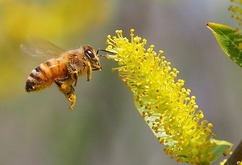 A honey bee collecting pollen.