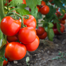 tomatoes