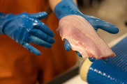 Person holding fish fillet