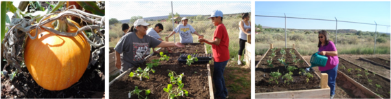 Zuni community gardens