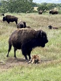 Bison in a field