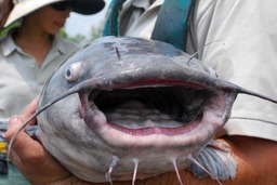 Man holding Blue Catfish. Picture from NOAA.gov