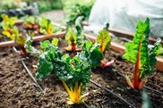 image of greens in a raised bed