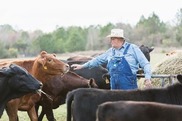 Rancher and cows