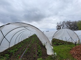 Hoop houses with produce