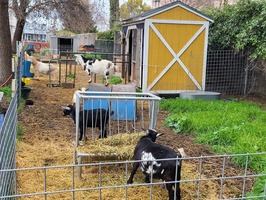Goats eating straw with a yellow shed