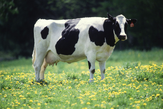 holstein-cow_crop.jpg
