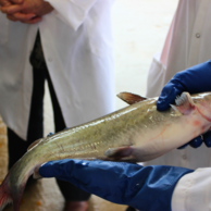 catfish inspection