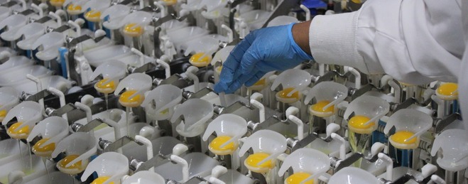 egg products plant