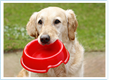 Dog with a food bowl in mouth