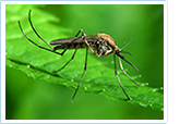 Mosquito on a leaf