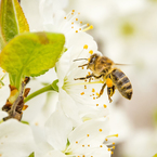 bees DFC newsletter March 2019