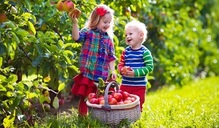 Children picking apples