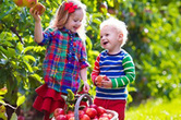 Children picking apples