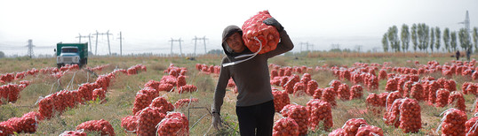 man carrying bag of harvested onions in farm