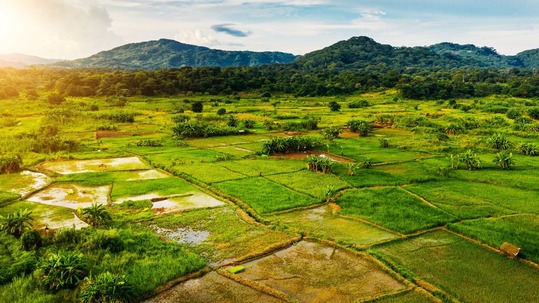 image of green plantations in Malawi