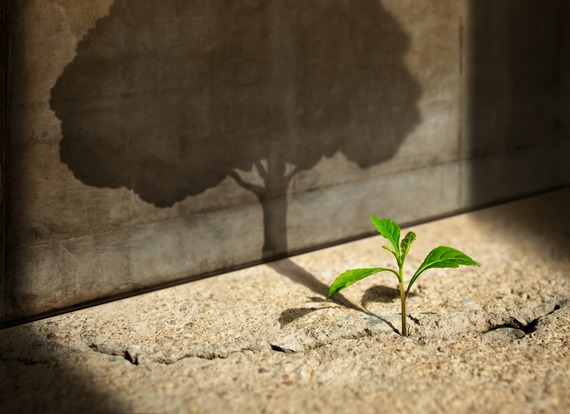 New green sprout plant growth in cracked concrete and shading a big tree shadow on the wall