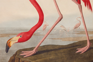 A pink flamingo cropped to only show its head and feet