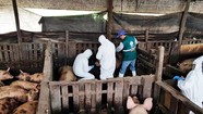 scientists testing pigs
