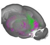 Diagram of mouse prefrontal cortex