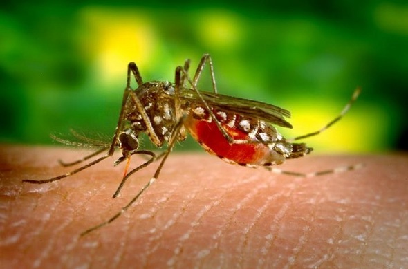 female mosquito