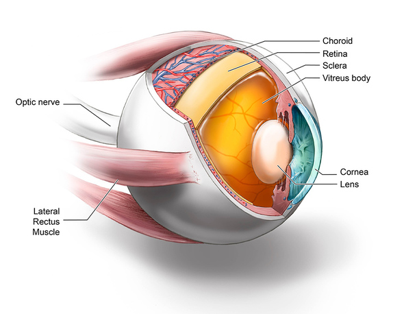 prion eye