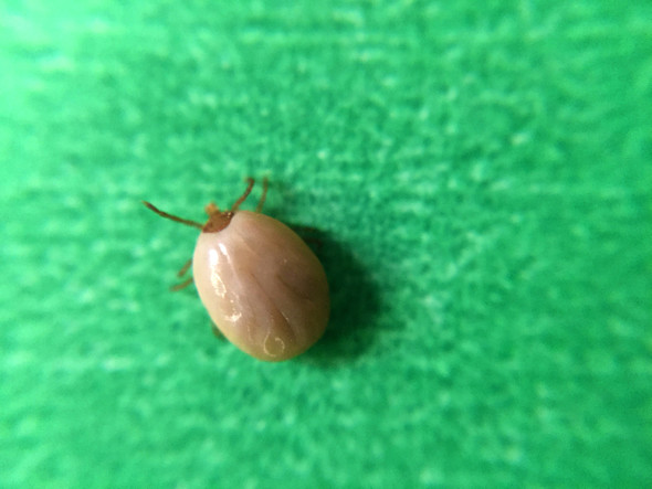 Engorged female tick