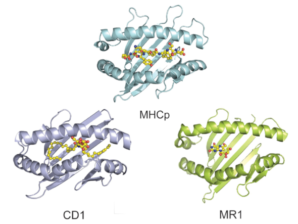 Ribbon structure of MHC class I and unconventional APC molecules.