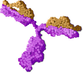 Illustration of antibody