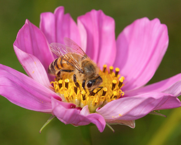 Honey bee on flower.