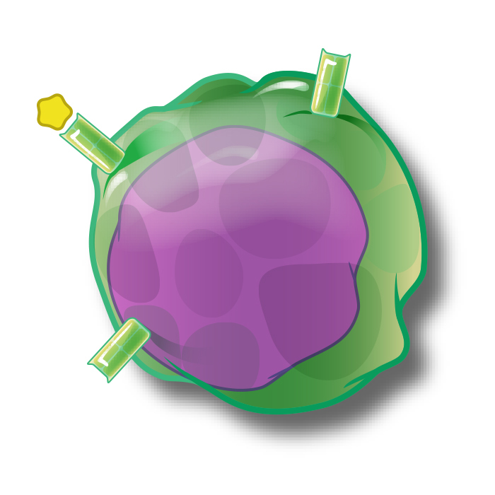 Artist's rendition of a T cell.